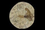 Fossil March Fly (Plecia) - Green River Formation #138476-1